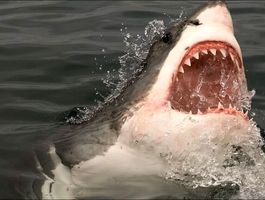 فوت دختر نوجوان با حمله کوسه به ساحل